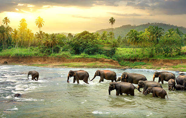 Home herd of elephants walking in a jungle river